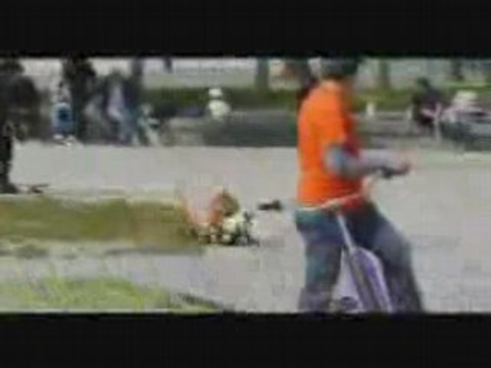 skateboarding dog