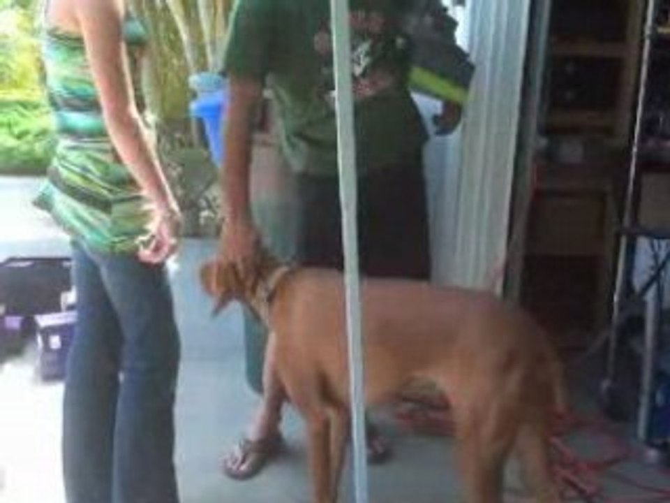 Dog Training Boot Camp San Diego Viszla Does Awesome video Dailymotion