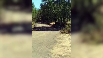 Registran un huemul después de casi 30 años en el Parque Nacional Lanín