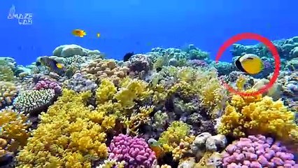 Wild Fish Can Tell Who-Is-Who In the Deep Blue Sea