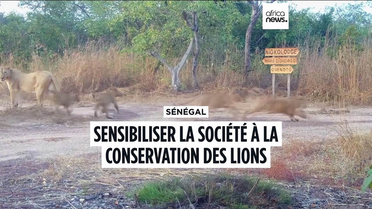Sénégal : sensibiliser la société à la conservation des lions