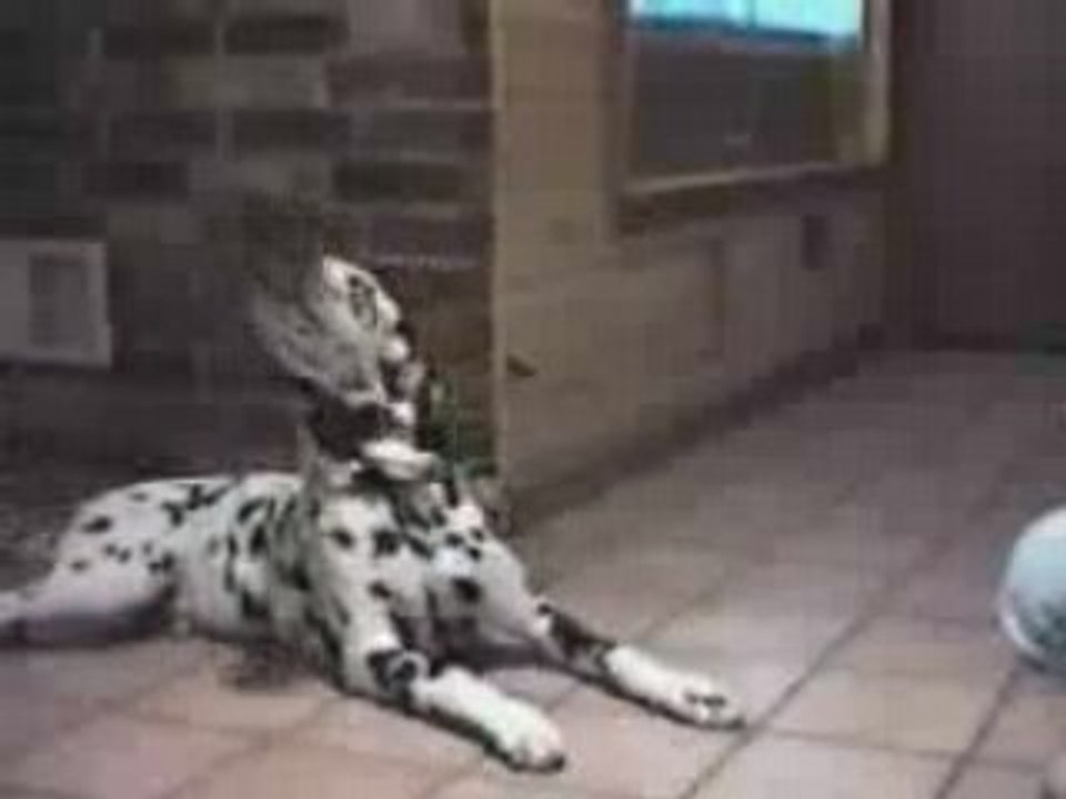 talking dog