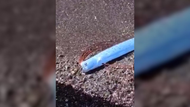 Un 'pez del fin del mundo' aparece en una playa de México