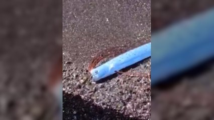 Un 'pez del fin del mundo' aparece en una playa de México