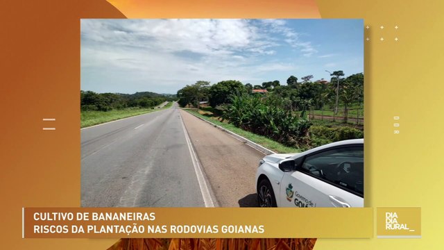 Cultivo de bananeiras: riscos da plantação nas rodovias goianas