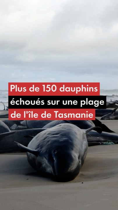 Plus de 150 dauphins échoués sur une place de l'île de Tasmanie