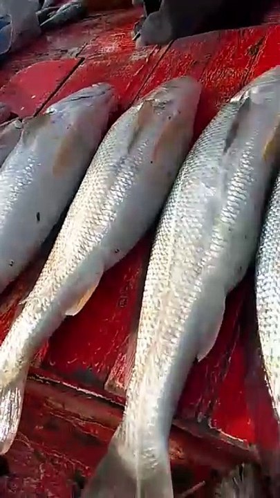 Fish hunting