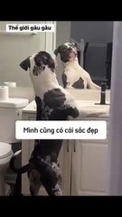 Pet Paradise TV 2025