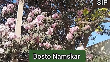 Flowers blooming in spring