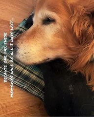 🐾 Welcome to the ultimate celebration of our furry friends! In this video,