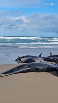 157 grandes cetáceos aparecen varados en una playa remota de Australia