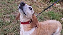 Malade, ce chien de refuge a une espérance de vie qui n'est plus très longue : il ne doit pas mourir en box