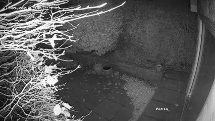 Apanhado com armadilha ao estilo de 'Sozinho em Casa' (e há vídeo)