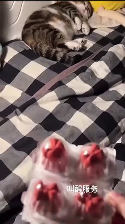 Roi đâu ra vỏ hạt hướng dương trên đầu dị🙂