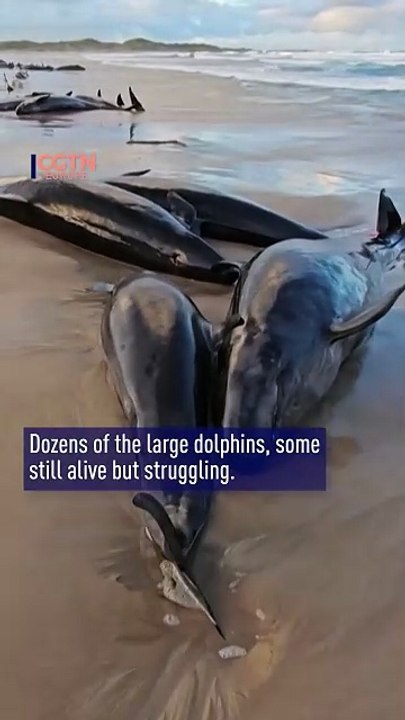 Over 150 false killer whales beached in Tasmania
