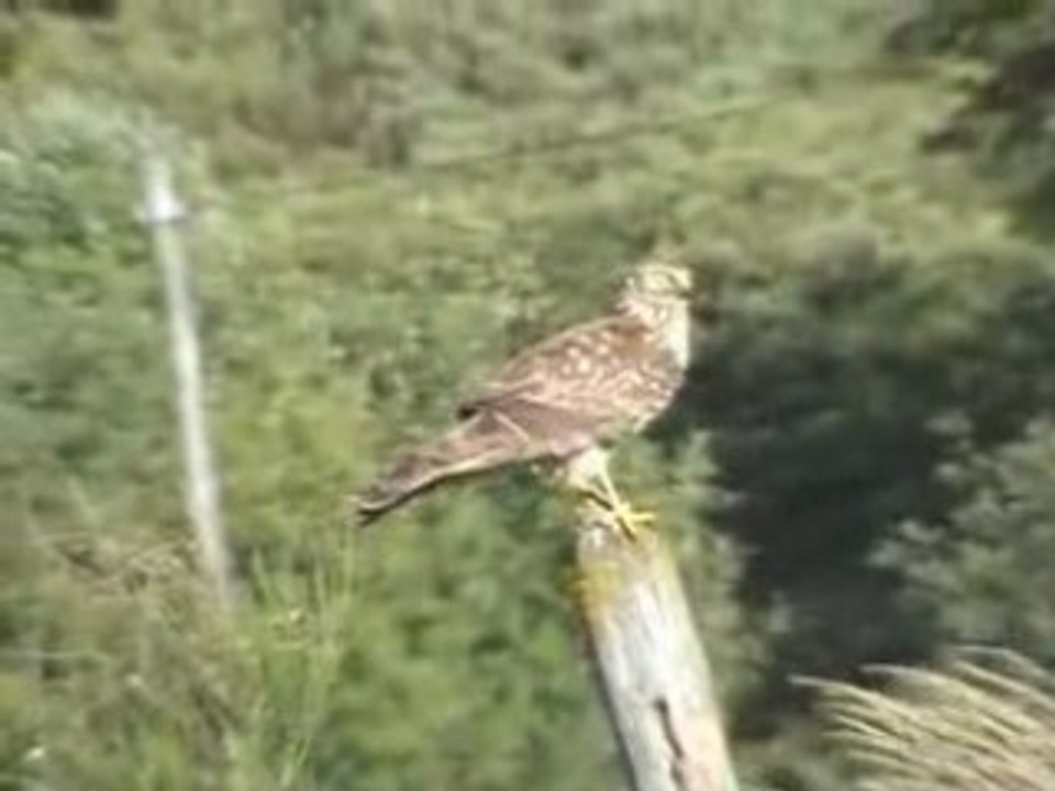 Busard StMartin : 12