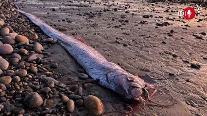 VIDEO | El conocido como 'pez del fin del mundo' por anticipar catástrofes, apareció en una playa