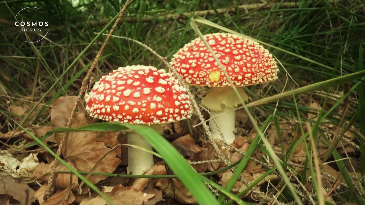 Facts about Mushrooms you must know about | HD 4k 1080p 60fps HDR