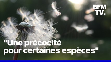 Les trois quarts de la France touchés par un risque élevé d'allergie au pollen