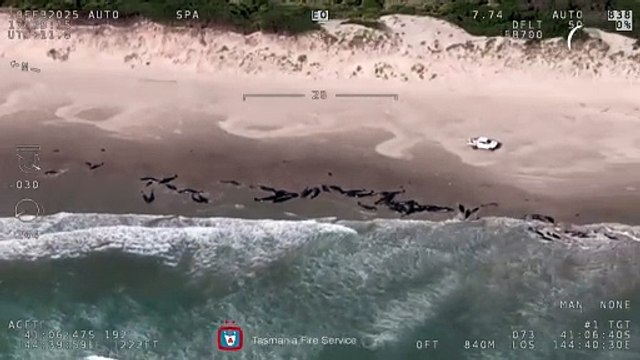 Grupo de 157 golfinhos encalha em praia remota na Austrália