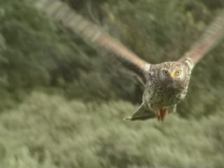 Busard StMartin : 11 hawk attack