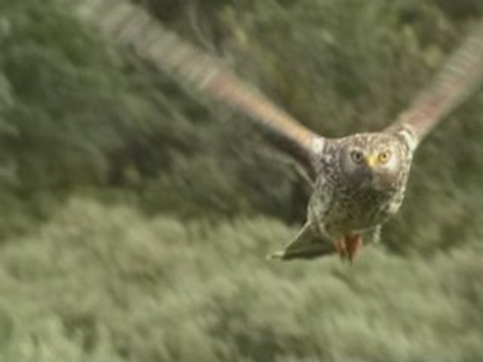 Busard StMartin : 11 hawk attack