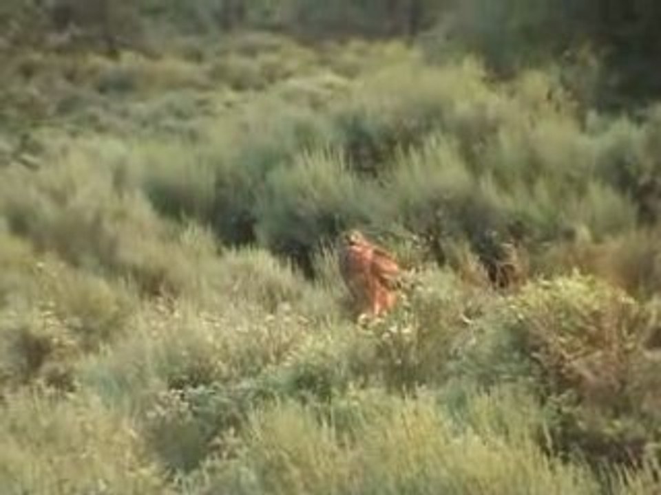 Busard StMartin : 10