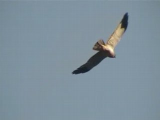 Busard StMartin : 9, papa veille au grain et maman au gratin