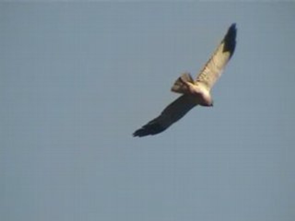 Busard StMartin : 9, papa veille au grain et maman au gratin