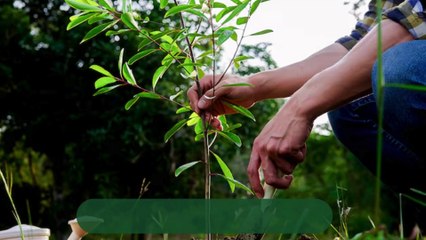 Tree Service in Pittsburgh, PA | Expert Tree Removal & Trimming