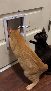 Feline Mentor Shows Companion Art of Door Navigation