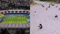 Revelan delicadas imágenes de gatos sin vida tras fumigación en el Estadio Metropolitano de Barranquilla