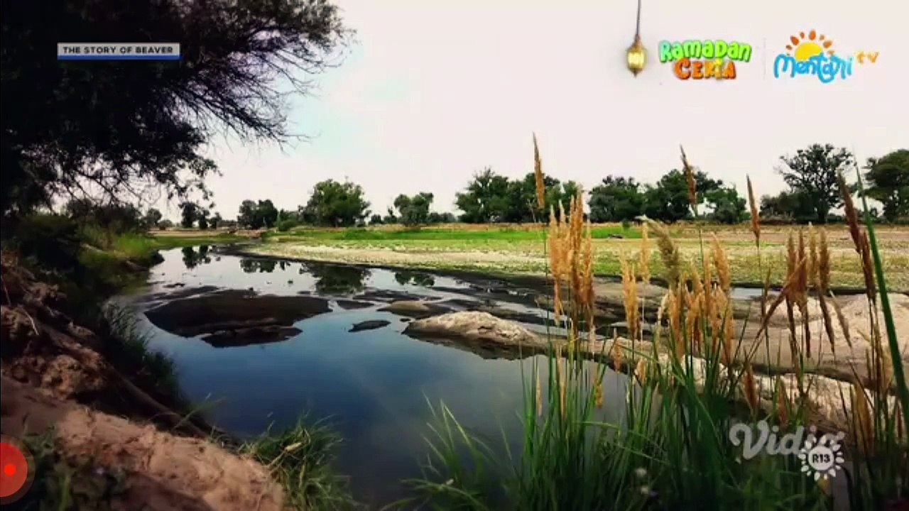 The Story of beaver