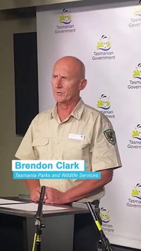 Grim end to 'horrific' stranding of false killer whales