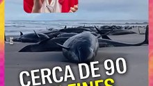 90 delfines sacrificados en Tasmania