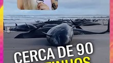 Mais de 150 golfinhos gigantes morreram encalhados na Tasmânia