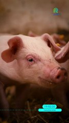 🐷 Vacunas sin agujas: el futuro de la industria porcina 🚀