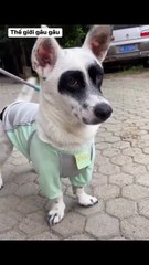 Pet Paradise TV 2025