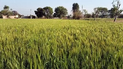 तापमान बढ़ने से गेहूं की फसल पर पड़ रहा है प्रतिकूल प्रभाव