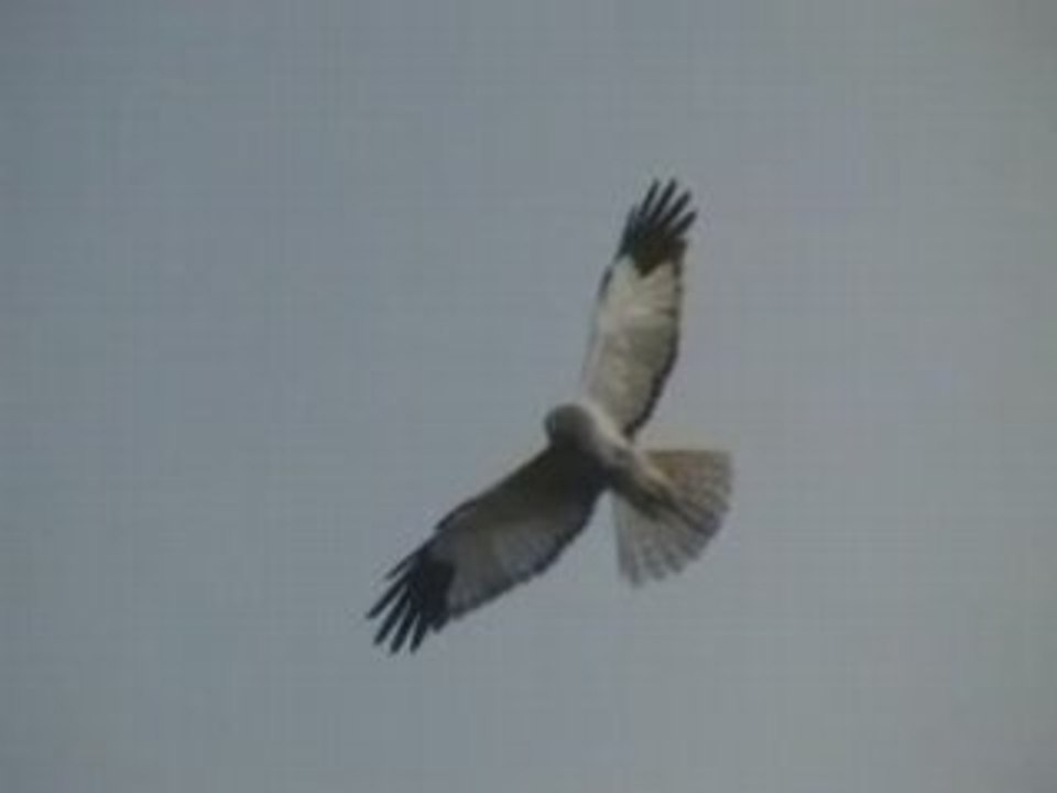 Busard StMartin : 4, le mâle est de garde.
