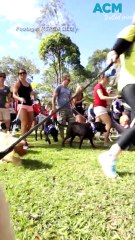 Last walkies: RSPCA’s Million Paws Walk to take its final lap after 30 years
