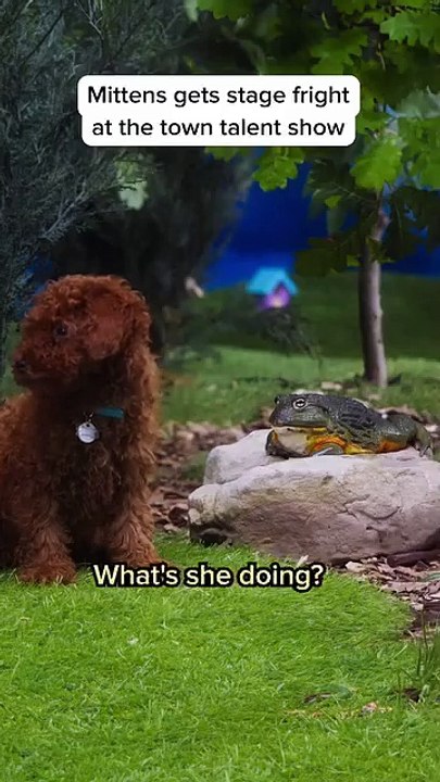🐾 Welcome to our latest video showcasing the most adorable and heartwarmin