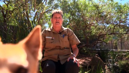 Record admissions to WA Wildlife Hospital trigger fears it may have to send animals elsewhere