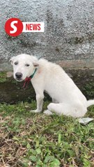Police report to be lodged over viral dog abandonment in Ipoh, says tutor
