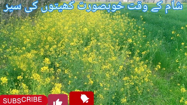 Walking through green fields