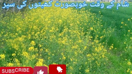 Walking through green fields