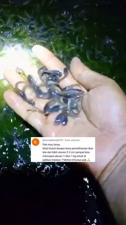 Dari bibit lele ukuran 2-3cm sampai jadi indukan butuh waktu berapa lama❓