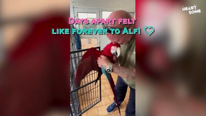 Hilarious & Heartwarming Pet Moments That Will Melt Your Heart! 🐾