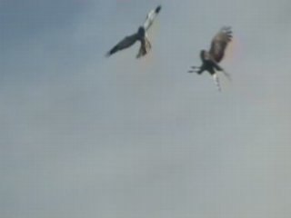 Busard StMartin : 2, Le couple se cherche.