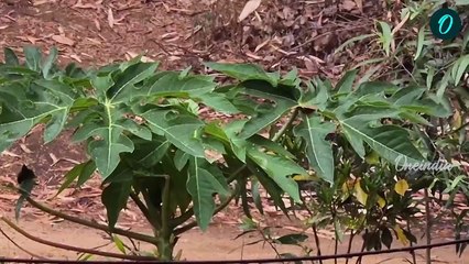 West Bengal Weather Update: ধেয়ে এল দুর্যোগ! নিমেষে বদলে গেল Weather, বসন্তেই বৃষ্টি শুরু বাংলায়